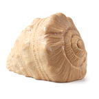 Skjell
